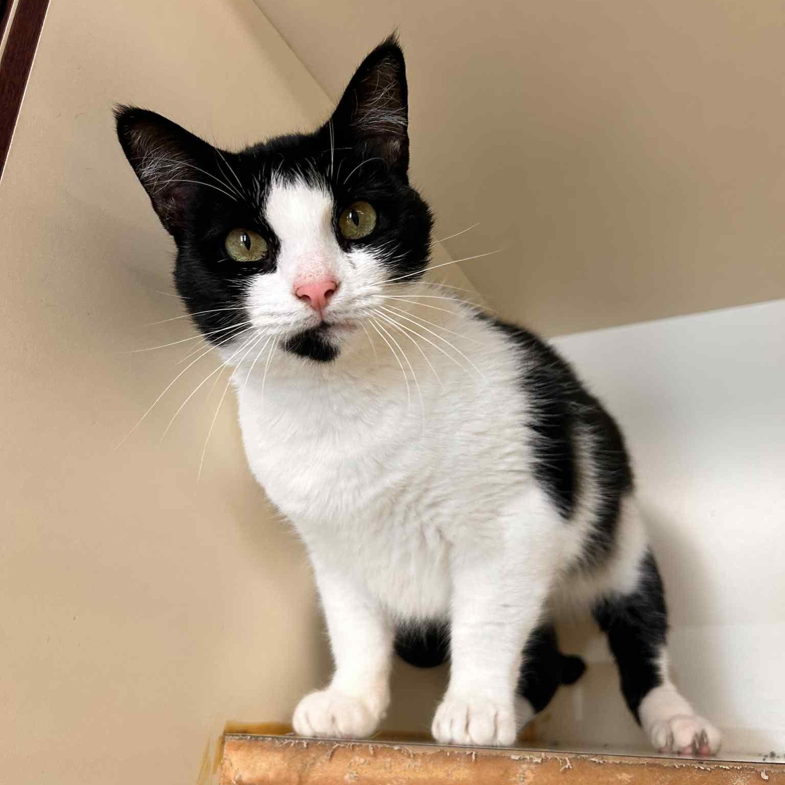 Kiwi, Adoptable, Young Female Domestic Short Hair.