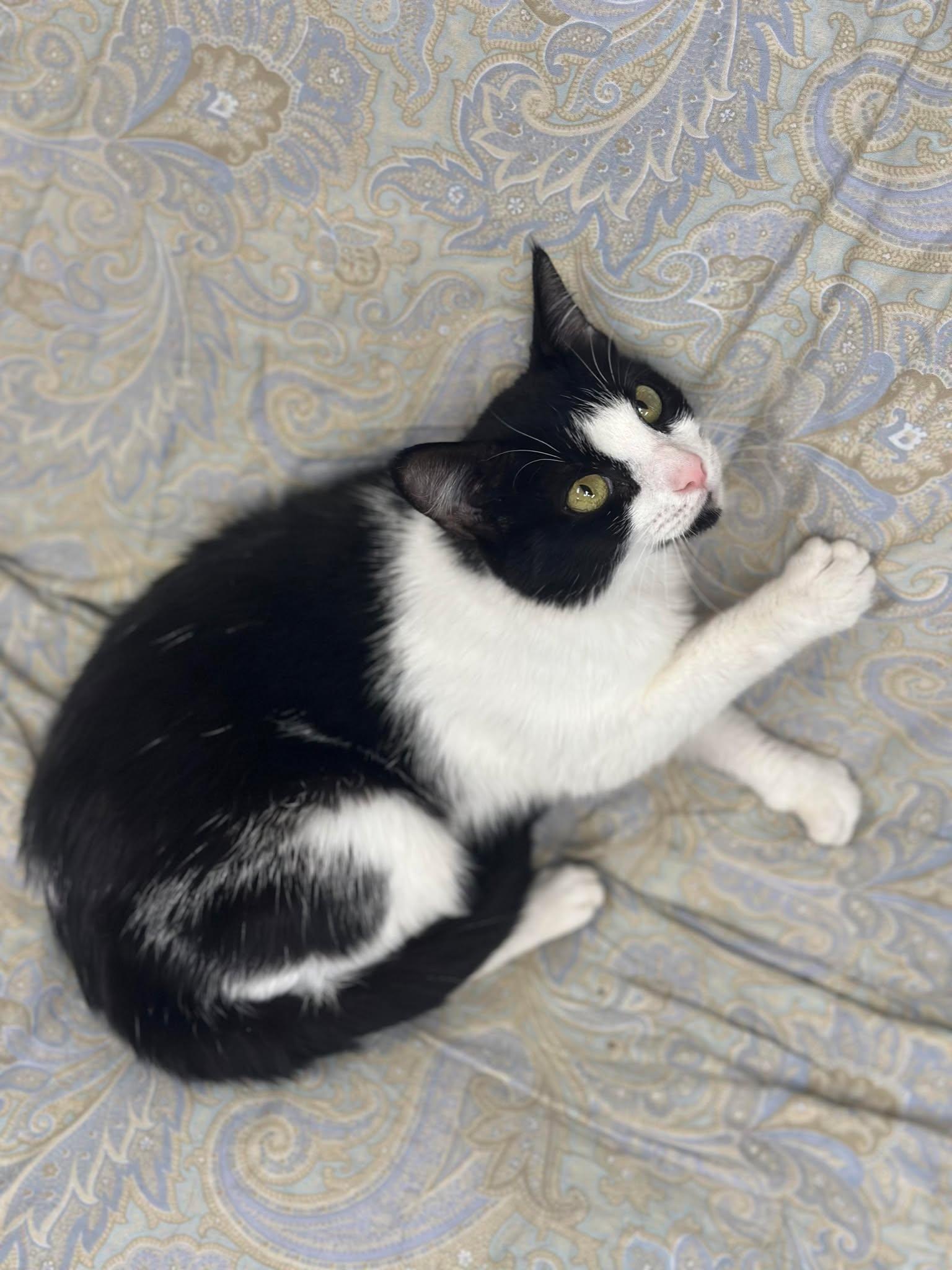 Kiwi, a Adoptable Domestic Short Hair in Myerstown, PA image 4/4