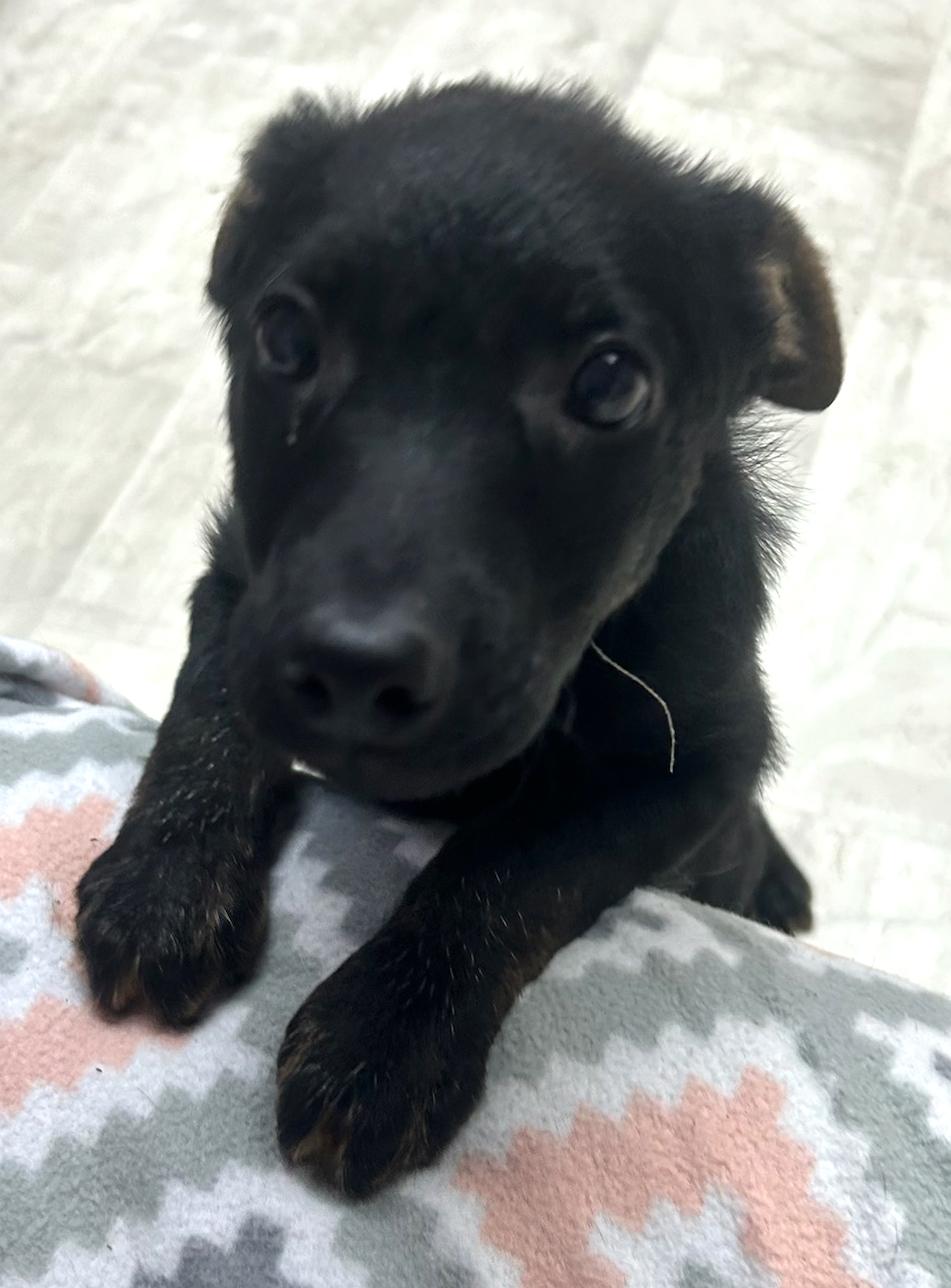 Enlarge Linen, a Adoptable Mixed Breed in Neillsville, WI image 2/4