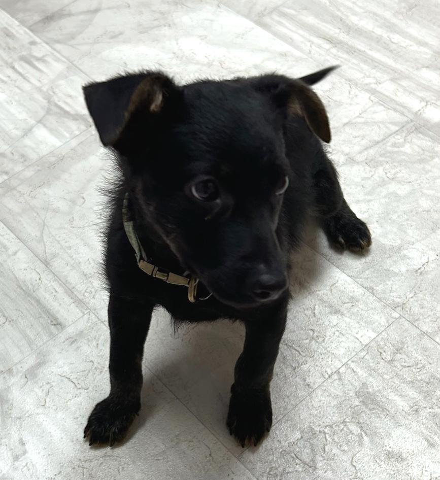 Enlarge Linen, a Adoptable Mixed Breed in Neillsville, WI image 4/4