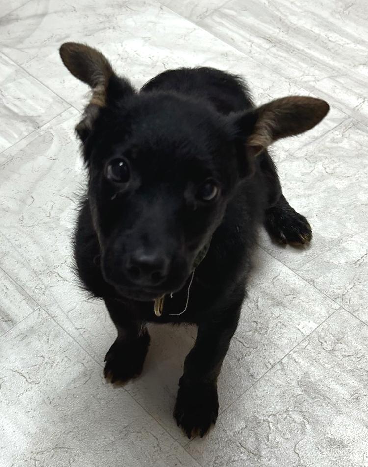 Enlarge Linen, a Adoptable Mixed Breed in Neillsville, WI image 3/4