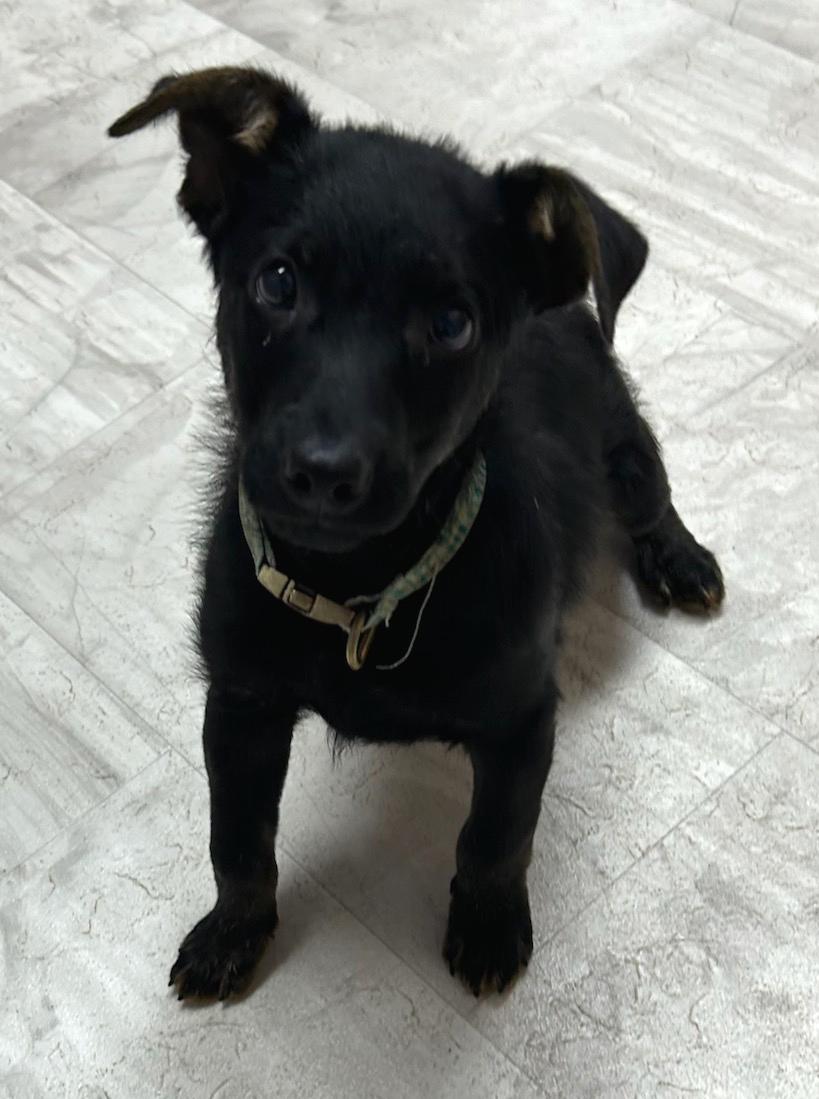 Linen, Adoptable, Puppy Male Mixed Breed.