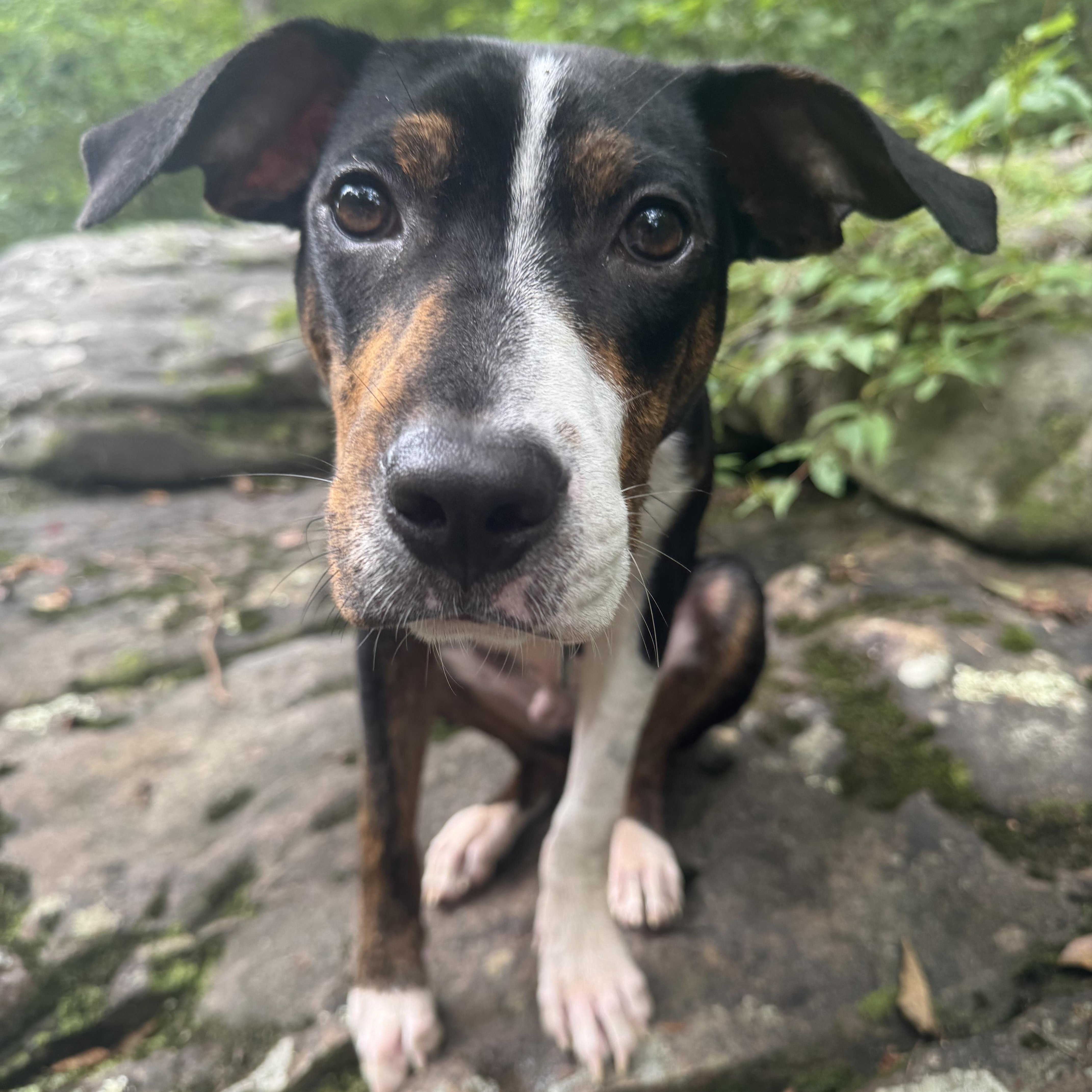 Little Foot, Adoptable, Puppy Male Coonhound.