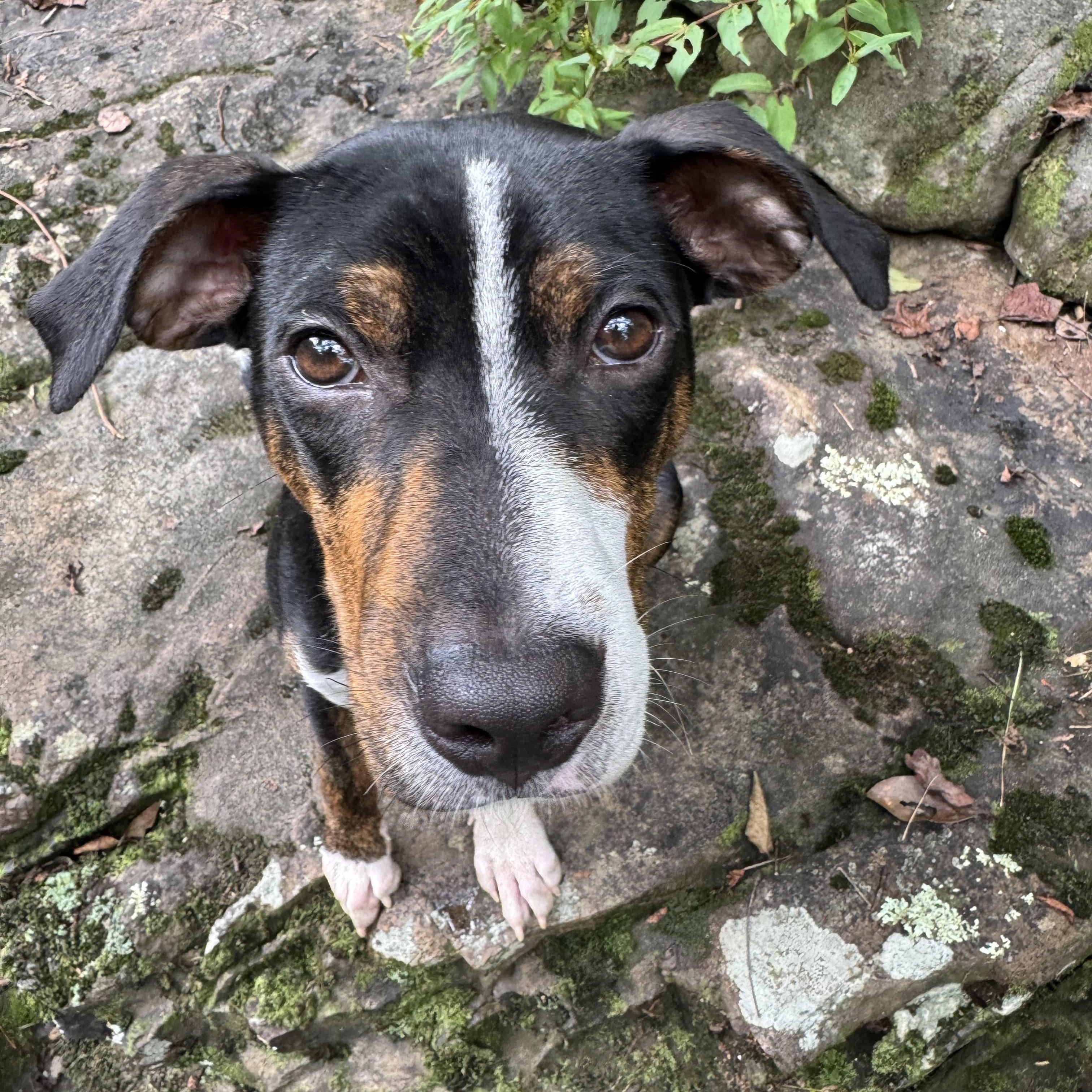 Enlarge Little Foot, a Adoptable mixed breed in New Orleans, LA image 2/3