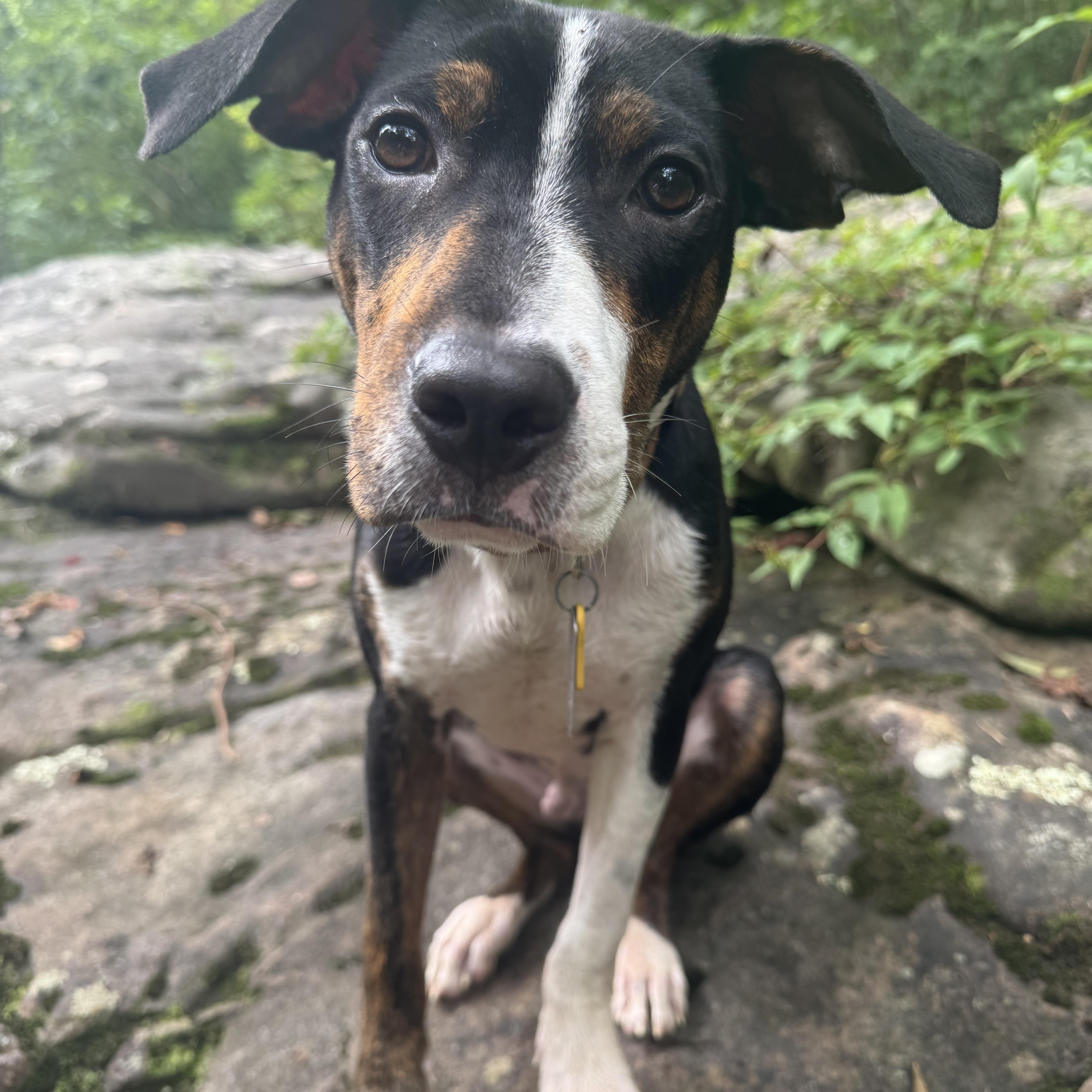 Enlarge Little Foot, a Adoptable mixed breed in New Orleans, LA image 3/3