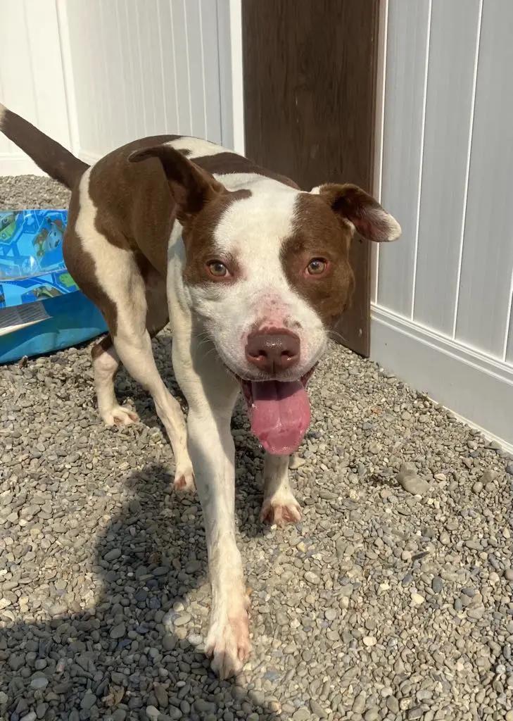 Dog for adoption Brownie, a Mixed Breed in Binghamton, NY Petfinder