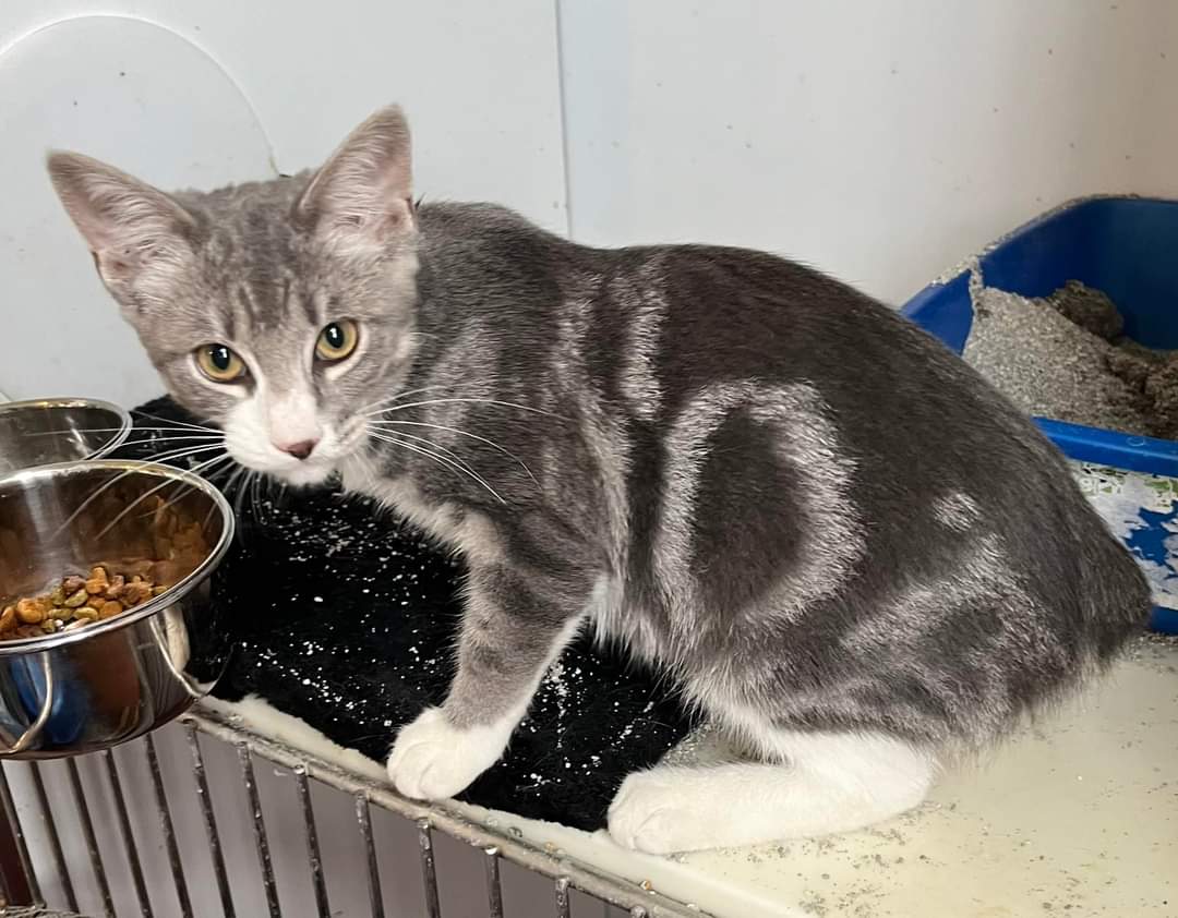 Enlarge Allison, a Adopted Domestic Short Hair in Clifton, KS image 4/6