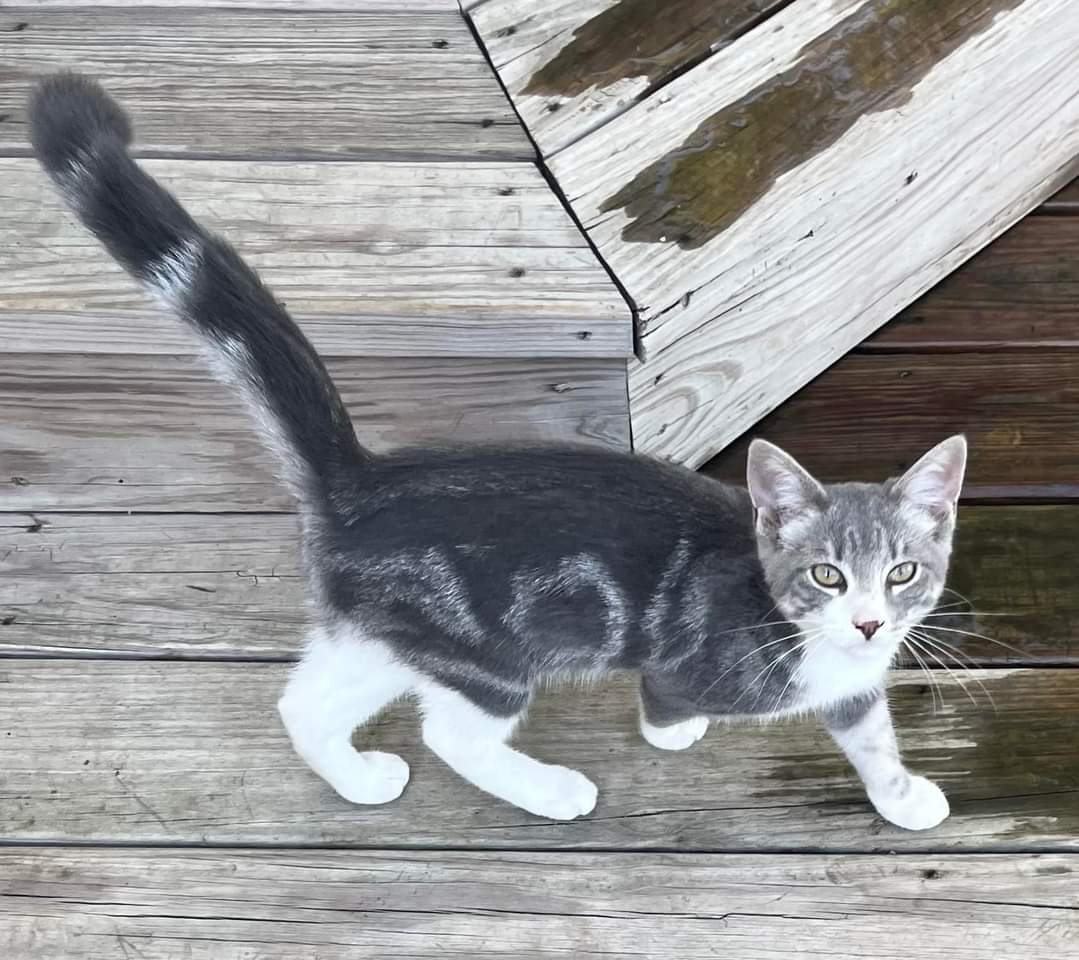 Enlarge Allison, a Adopted Domestic Short Hair in Clifton, KS image 1/6