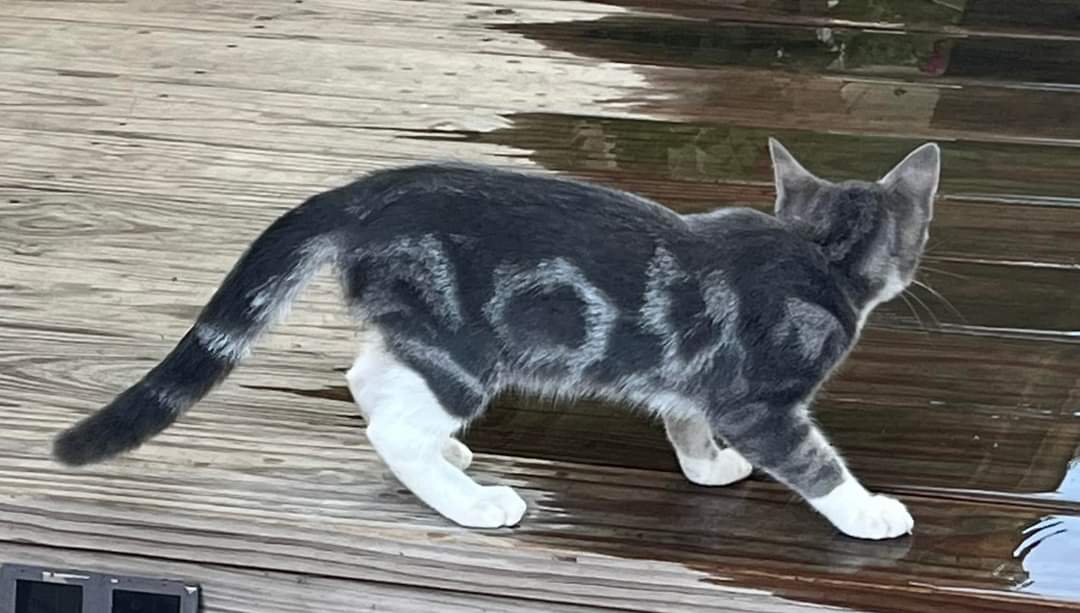 Enlarge Allison, a Adopted Domestic Short Hair in Clifton, KS image 5/6