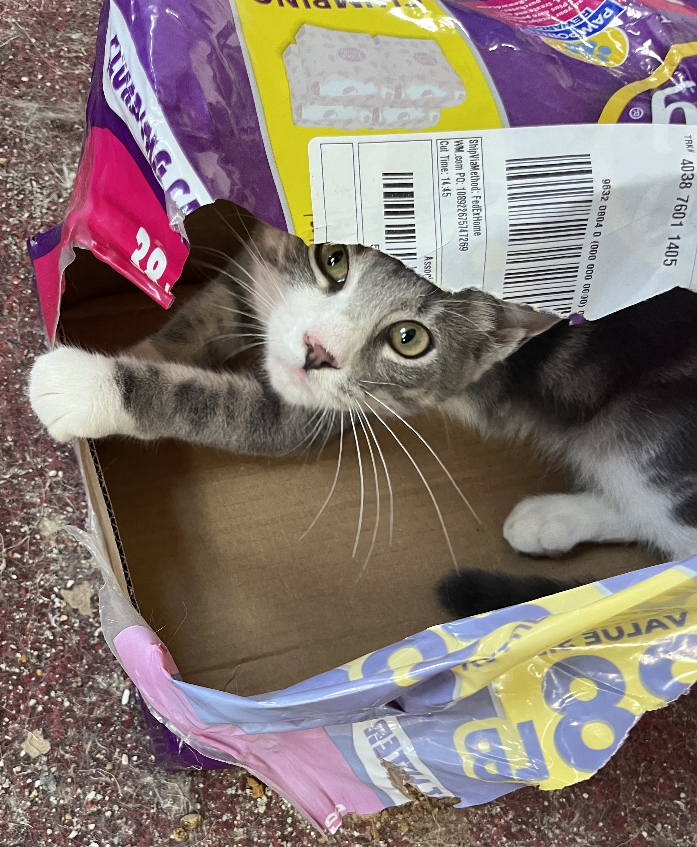 Enlarge Allison, a Adopted Domestic Short Hair in Clifton, KS image 3/6