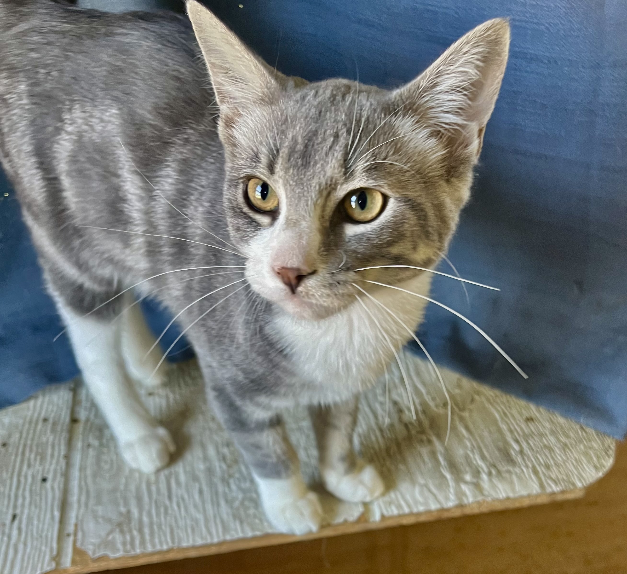 Enlarge Allison, a Adopted Domestic Short Hair in Clifton, KS image 2/6