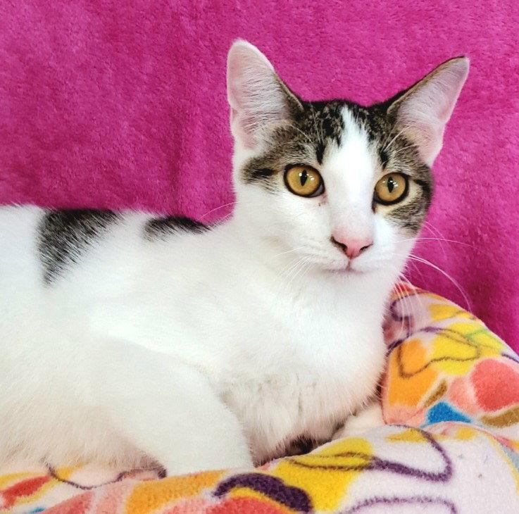 Flora, Adoptable, Young Female Domestic Medium Hair.