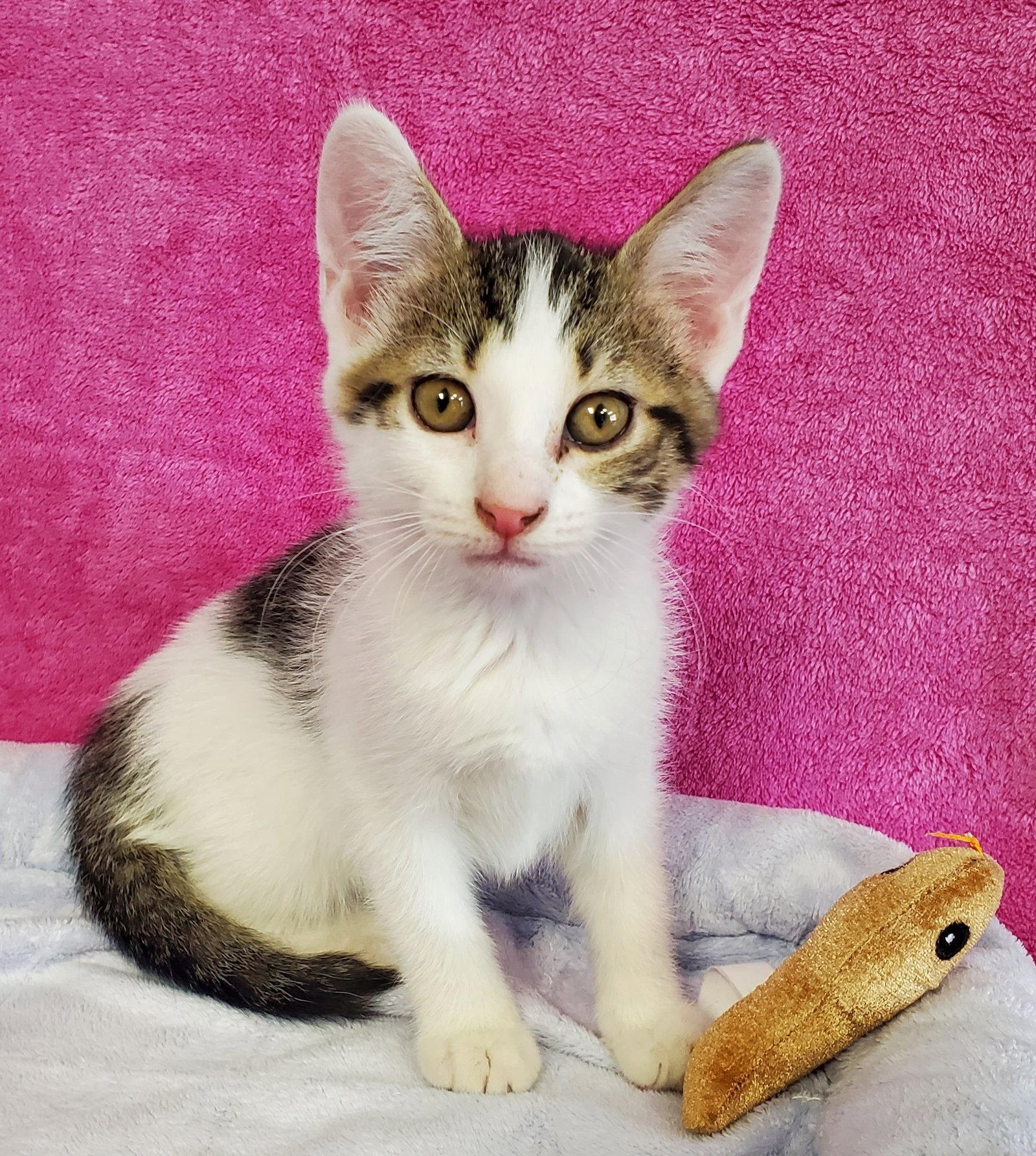 Enlarge Flora, a Adoptable Domestic Medium Hair in Greenville, IL image 2/2