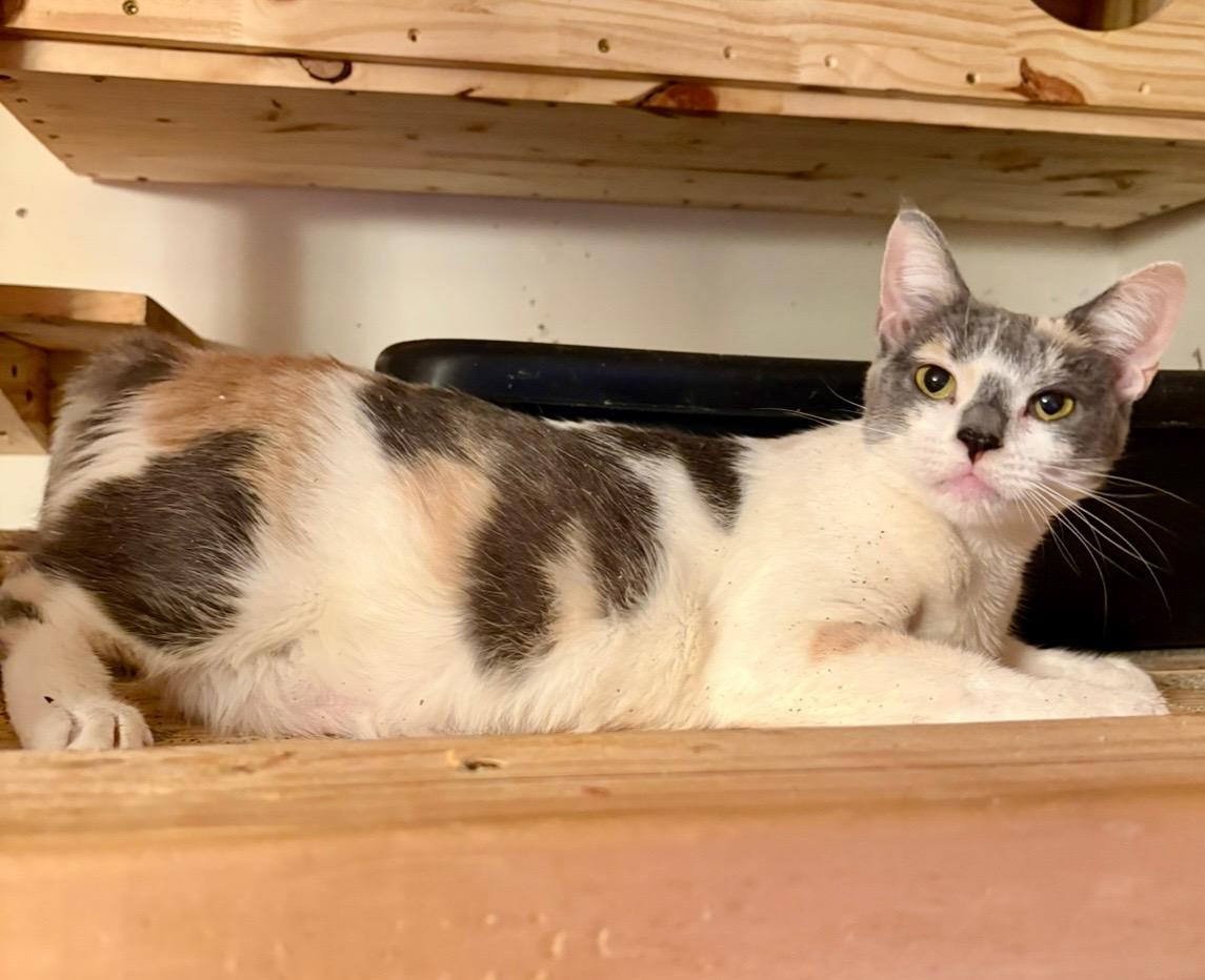 Enlarge Cathy, a Adoptable Calico in Columbia, SC image 1/2