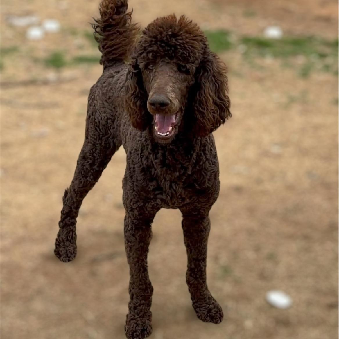 Barney , adopted, Young Male Labradoodle & Standard Poodle.