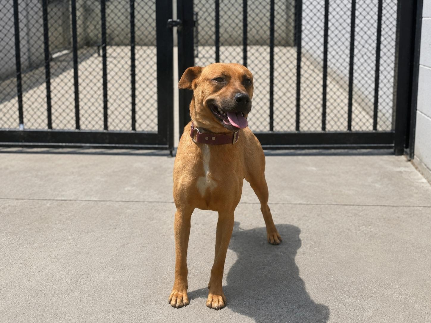 Brollie, ADOPTABLE, Adult Female Shepherd & Mixed Breed.