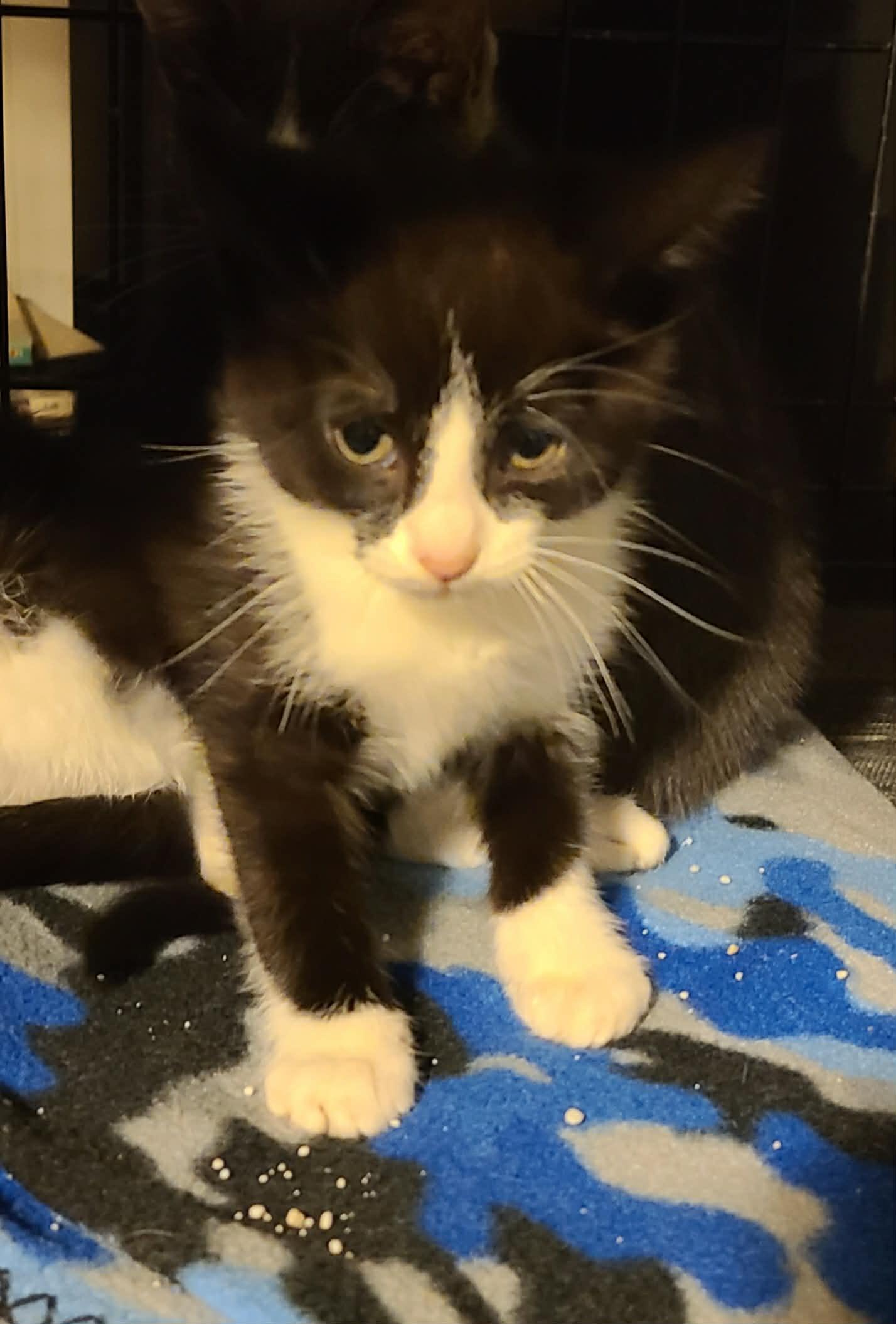 Enlarge Eden, a ADOPTABLE Domestic Short Hair in Waynetown, IN image 1/1