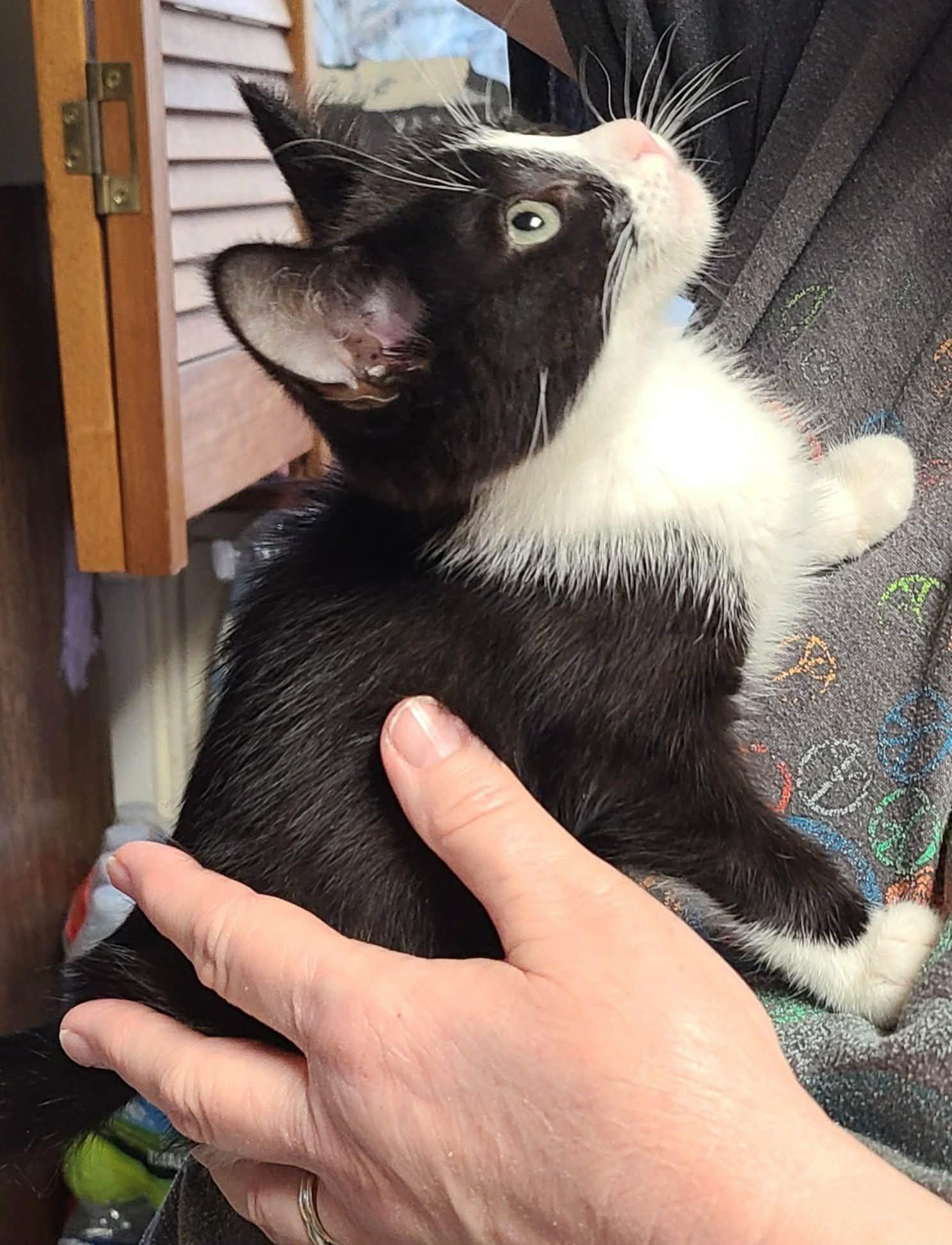 Eden, a ADOPTABLE Domestic Short Hair in Waynetown, IN image 1/3