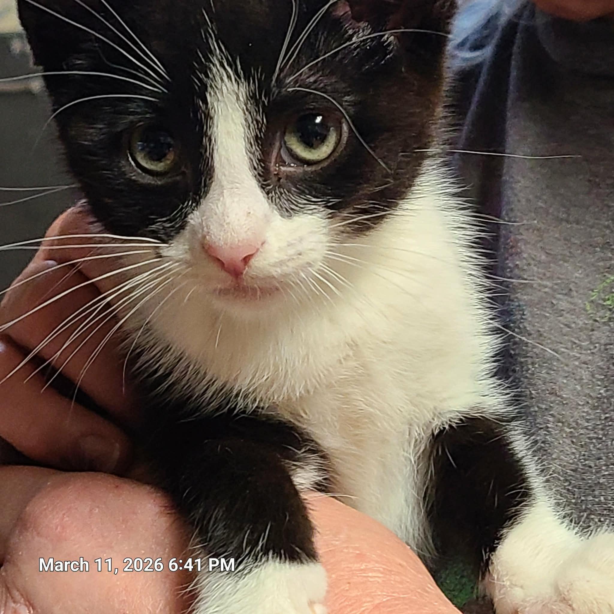 Eden, a ADOPTABLE Domestic Short Hair in Waynetown, IN image 2/3