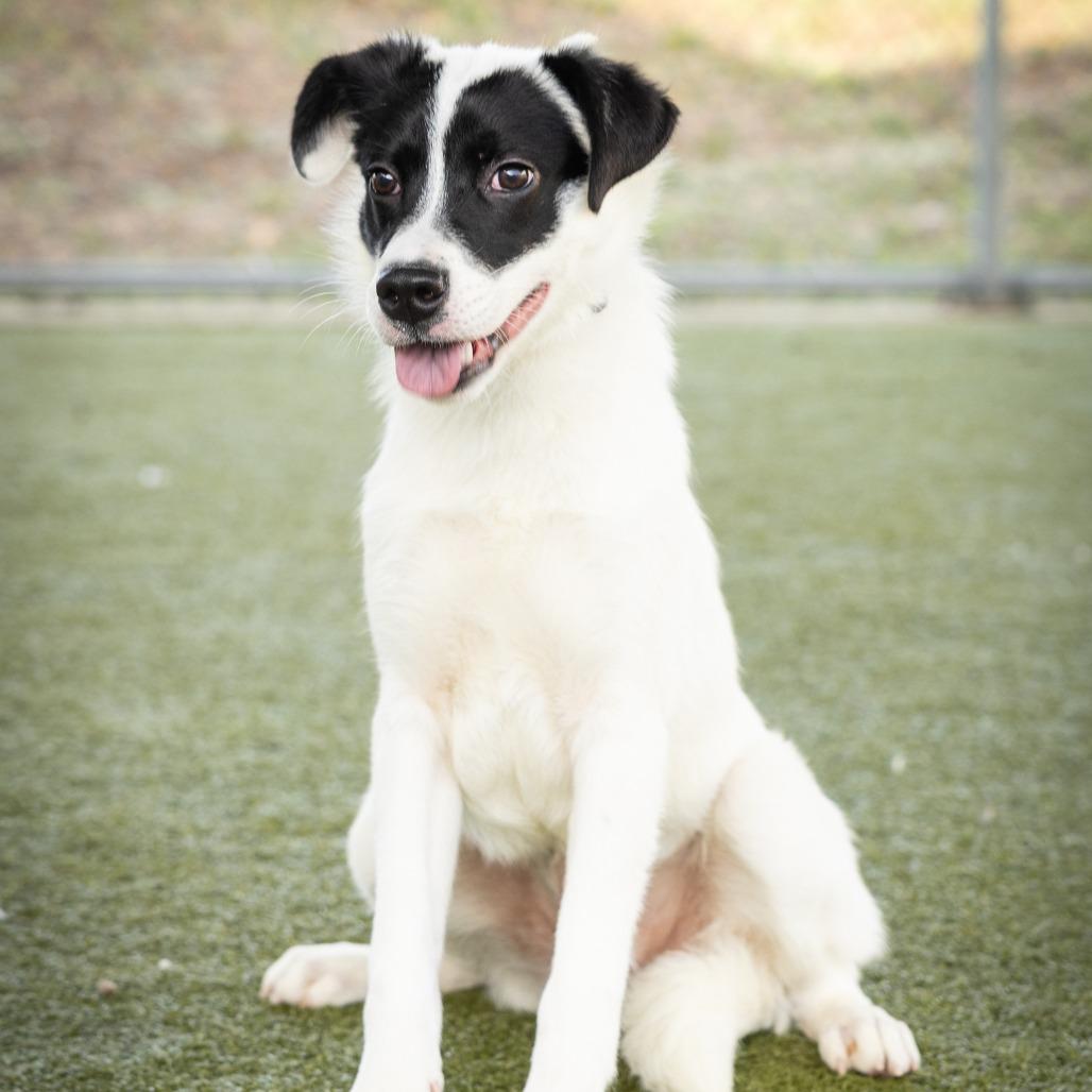 Enlarge Flint, a ADOPTABLE Mixed Breed in Cape Girardeau, MO image 1/1