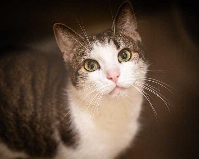 HARLEY, Adoptable, Adult Female Domestic Short Hair.