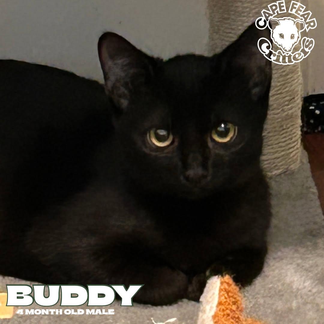 Buddy photo