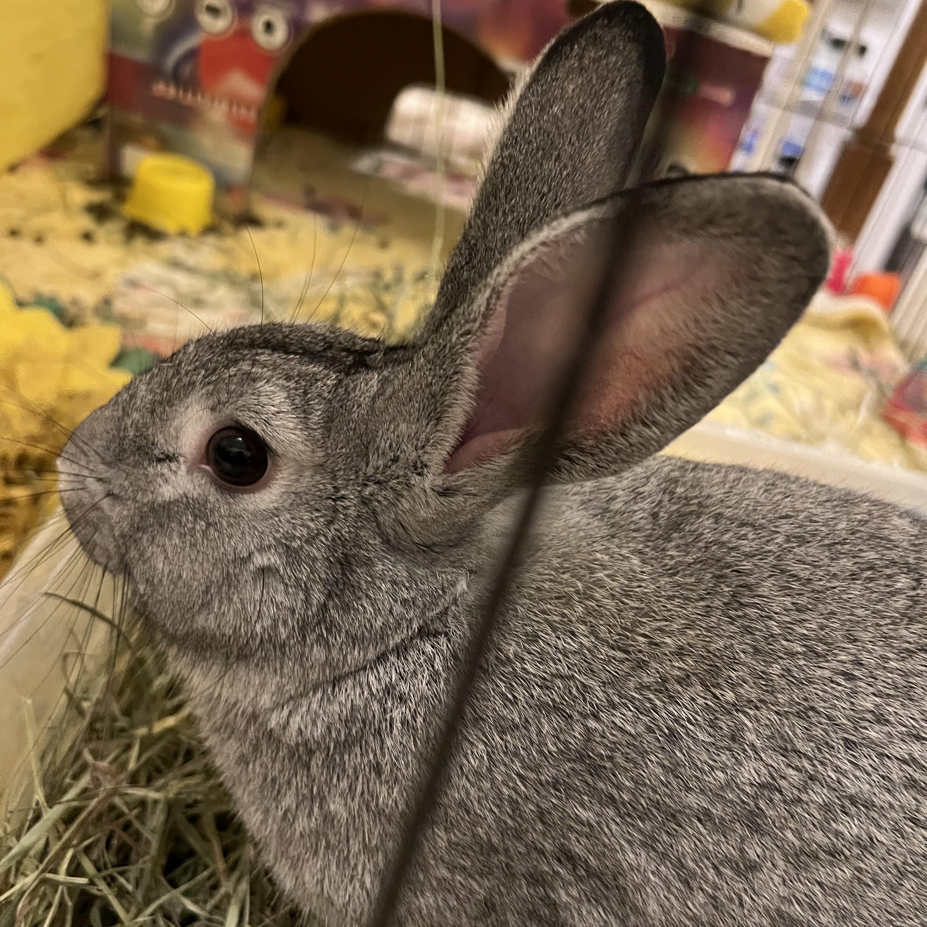 Enlarge Allen, a Adopted mixed breed in Huntsville, AL image 4/6