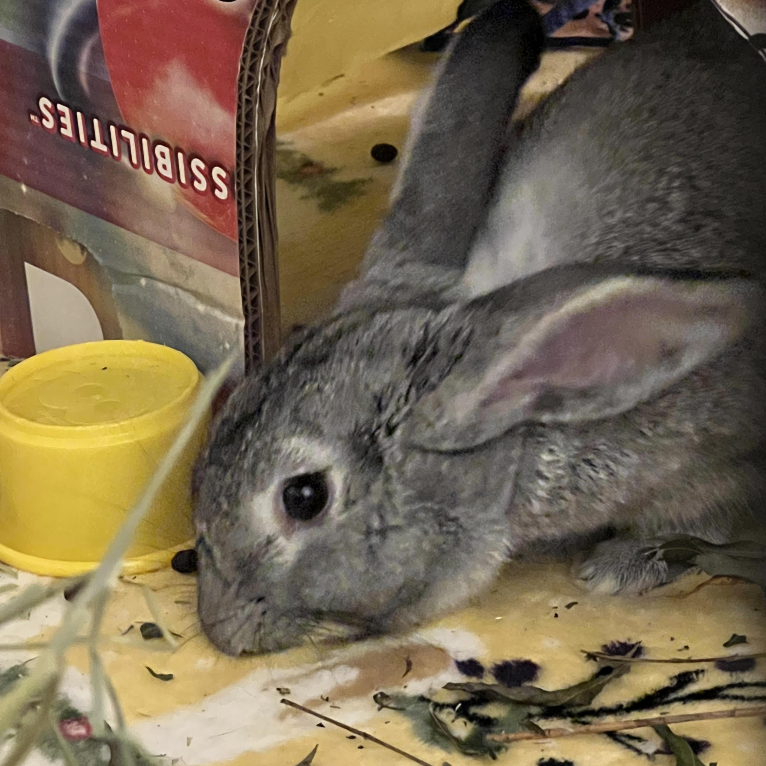 Enlarge Allen, a Adopted mixed breed in Huntsville, AL image 5/6