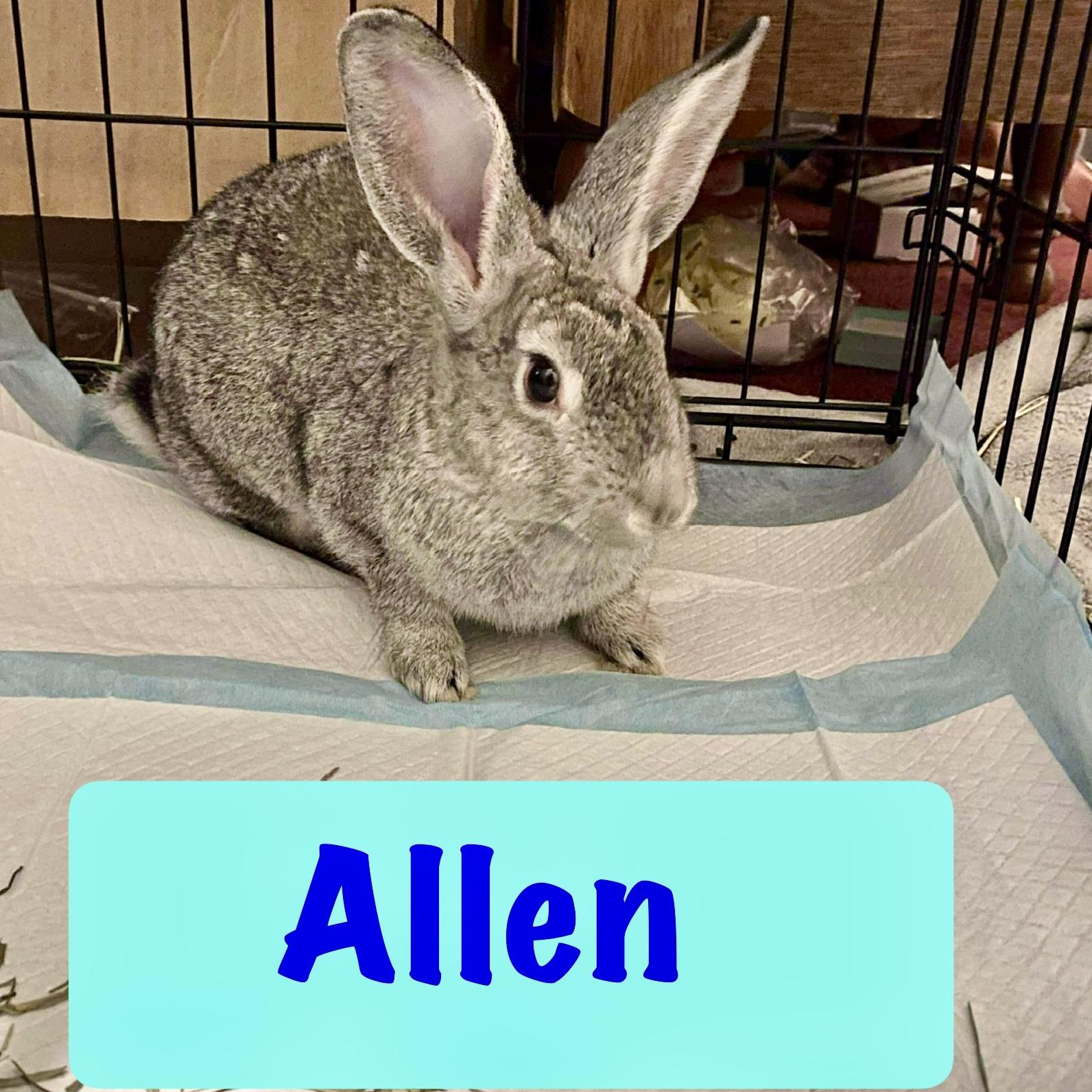Enlarge Allen, a Adopted mixed breed in Huntsville, AL image 3/6