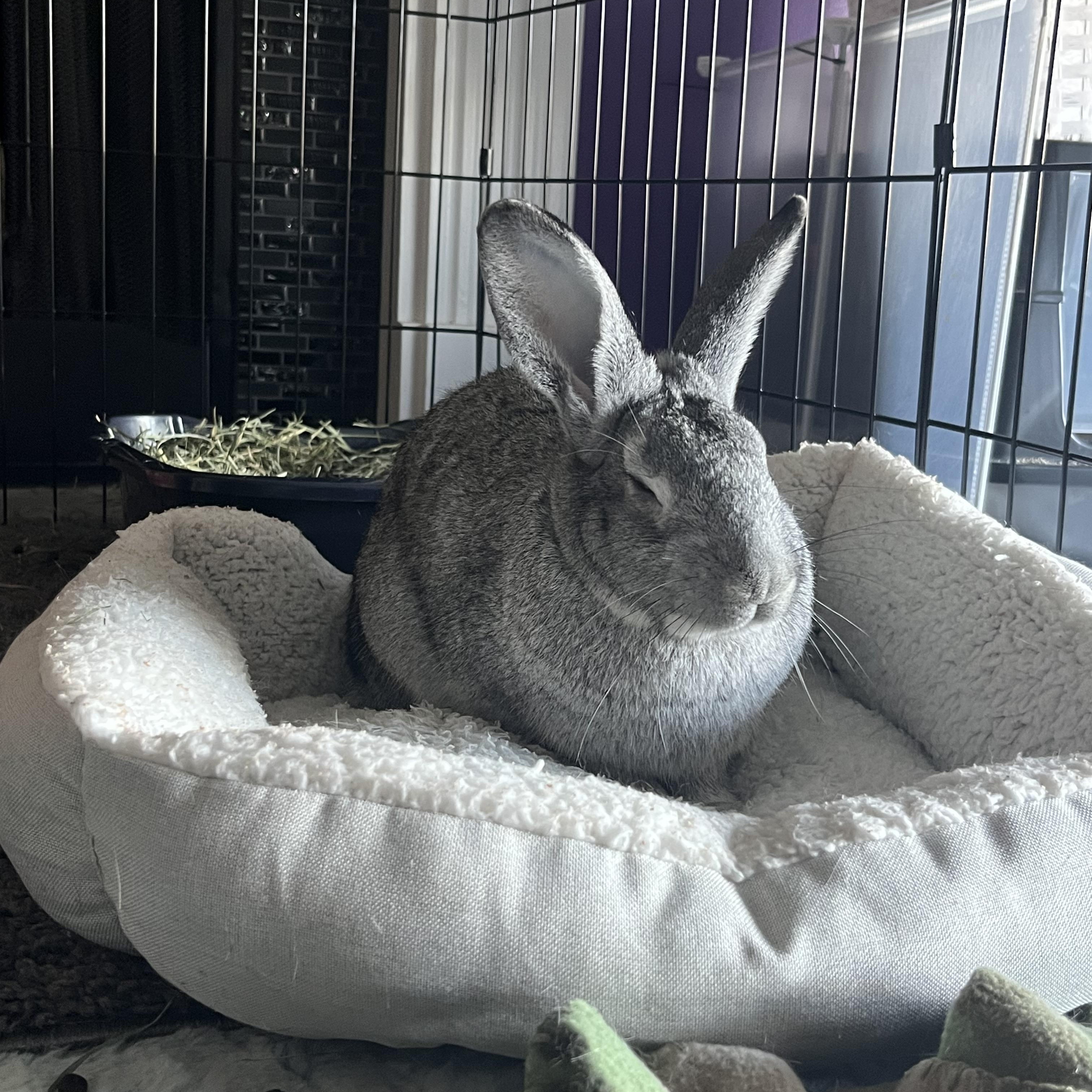 Enlarge Allen, a Adopted mixed breed in Huntsville, AL image 2/6