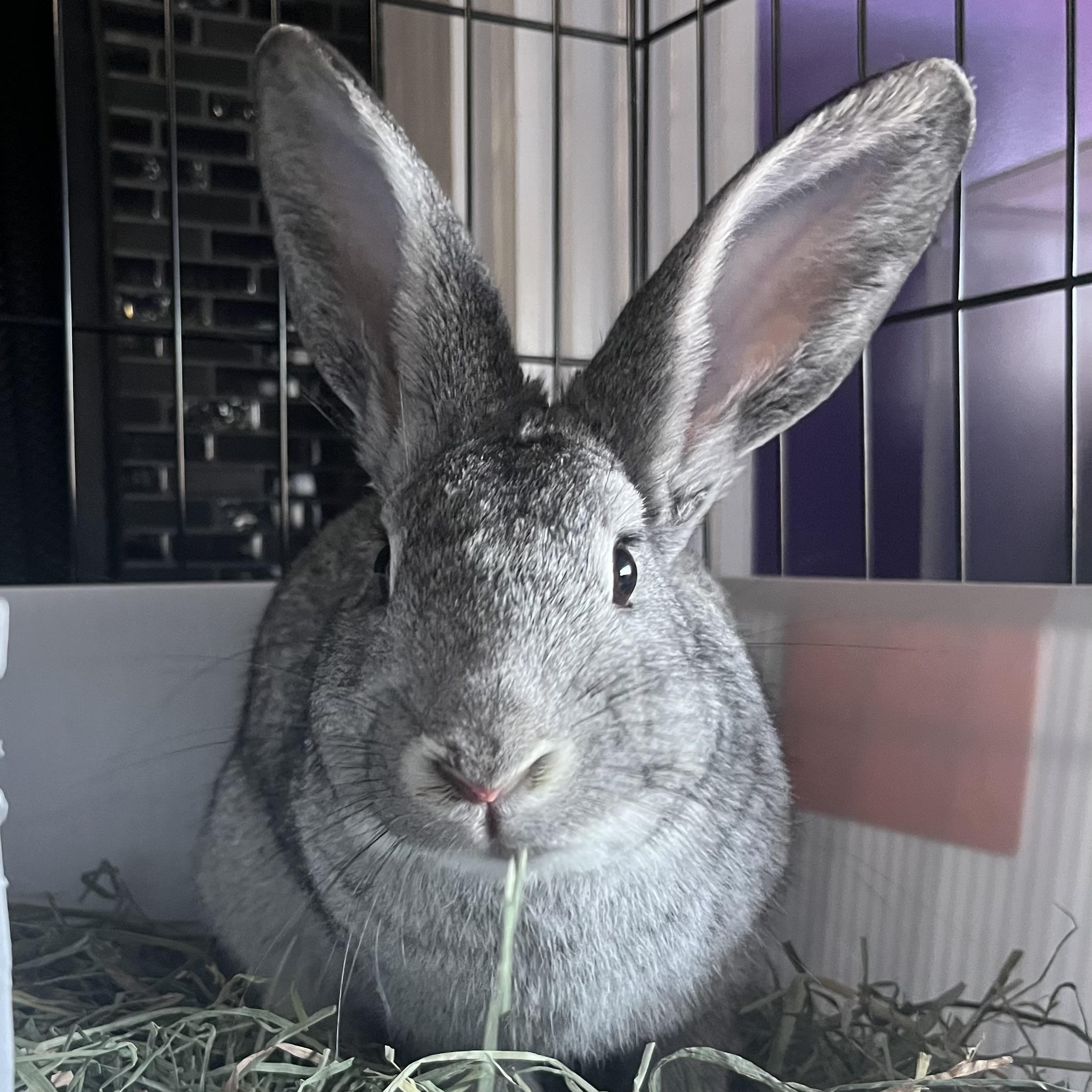 Allen, Adopted, Adult Male Silver.