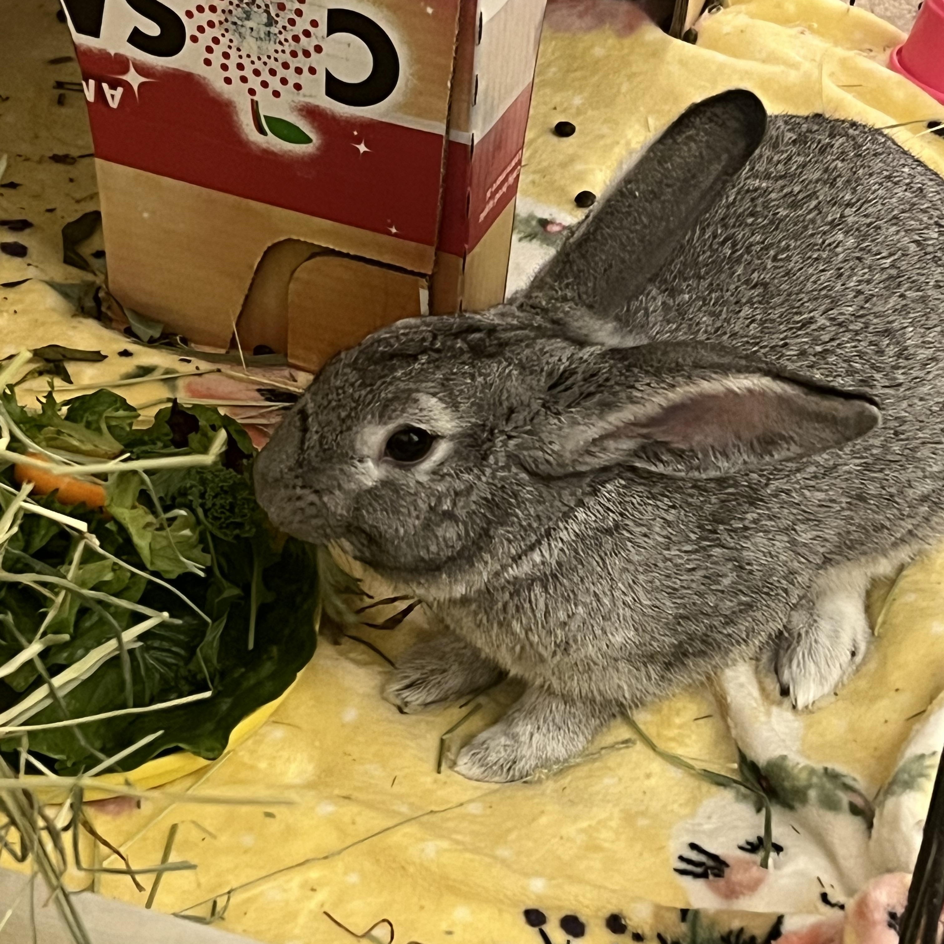 Enlarge Allen, a Adopted mixed breed in Huntsville, AL image 6/6