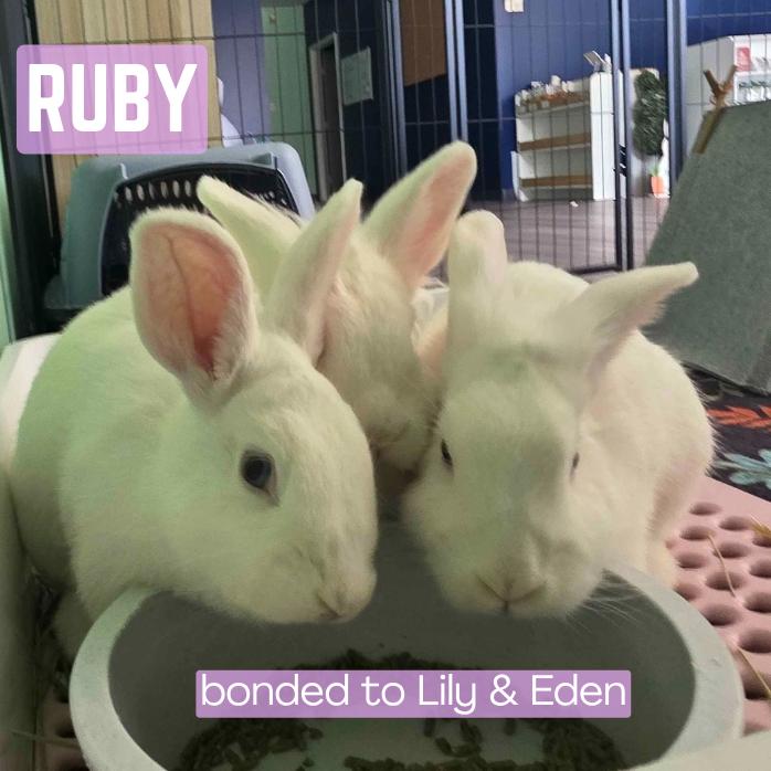 Enlarge Ruby, a Adoptable Lionhead in The Woodlands, TX image 2/3