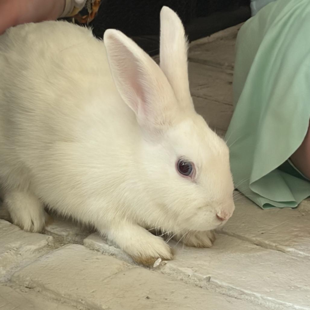 Enlarge Ruby, a Adoptable Lionhead in The Woodlands, TX image 3/3