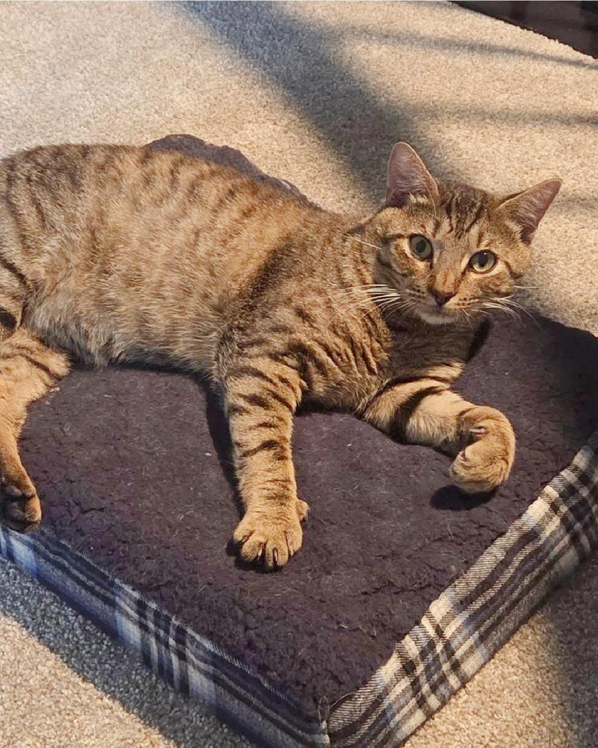 Siggy, Adoptable, Adult Male Domestic Short Hair.