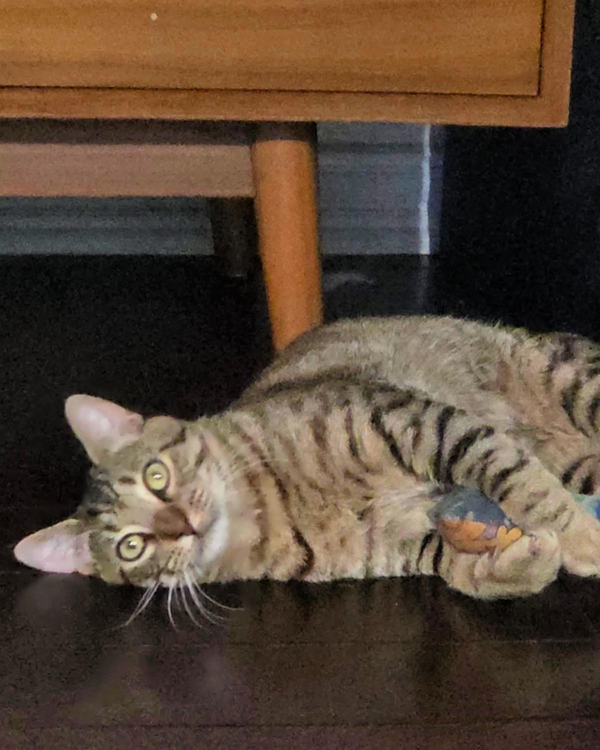 Siggy, a Adoptable mixed breed in Frisco, TX image 5/5