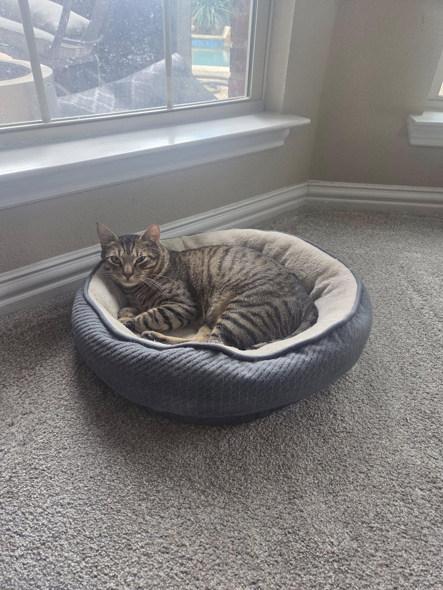 Siggy, Adoptable, Adult Male Domestic Short Hair.