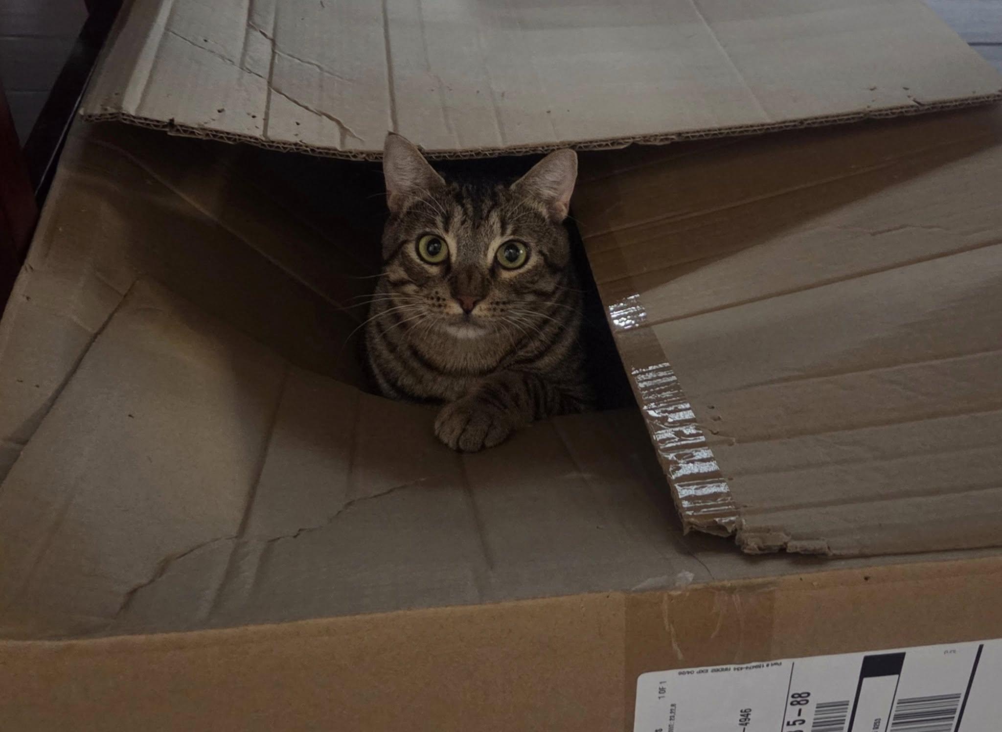 Siggy, a Adoptable mixed breed in Frisco, TX image 2/5