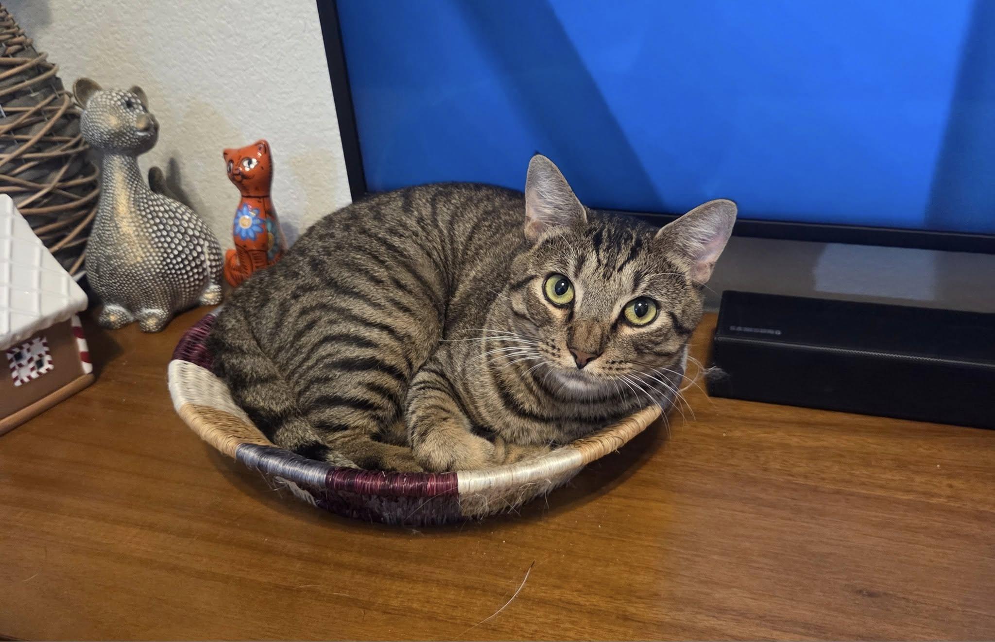 Siggy, a Adoptable mixed breed in Frisco, TX image 3/5