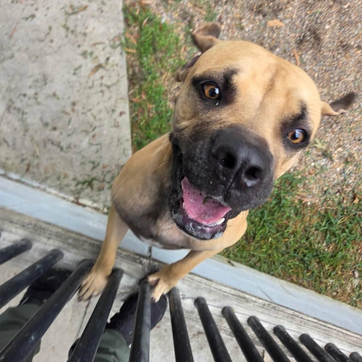 Enlarge Jafar, a Adoptable mixed breed in Smithtown, NY image 2/3