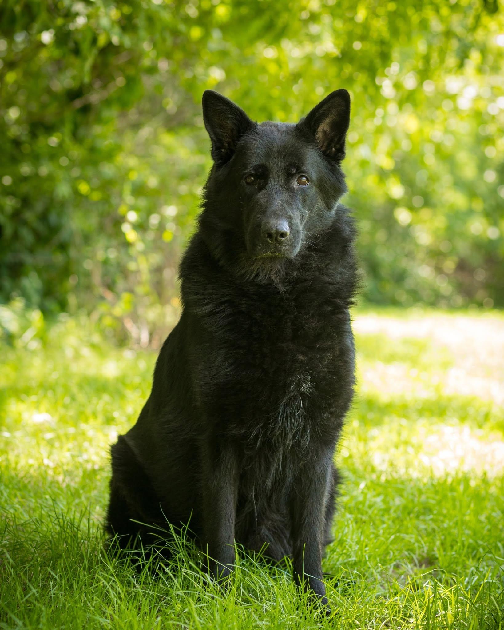 DERRY GIRL (0018), ADOPTABLE, Adult Female German Shepherd Dog.
