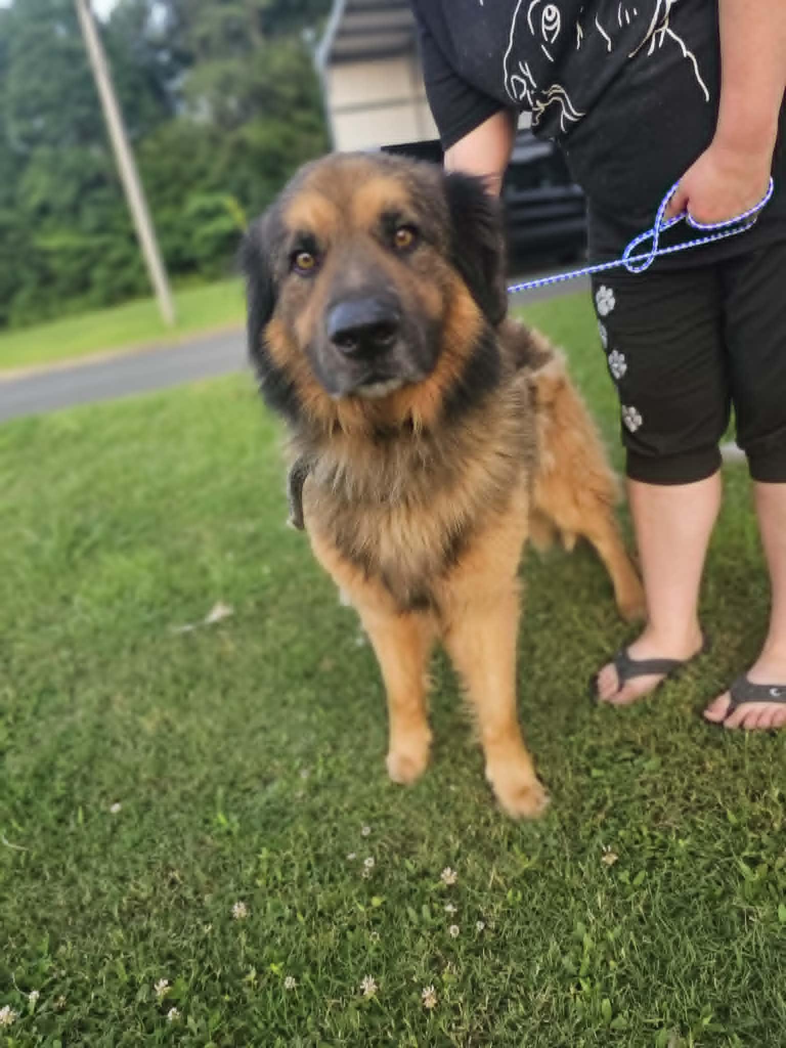 Enlarge Kratos, an adopted German Shepherd Dog in Fort Payne, AL image 1/1