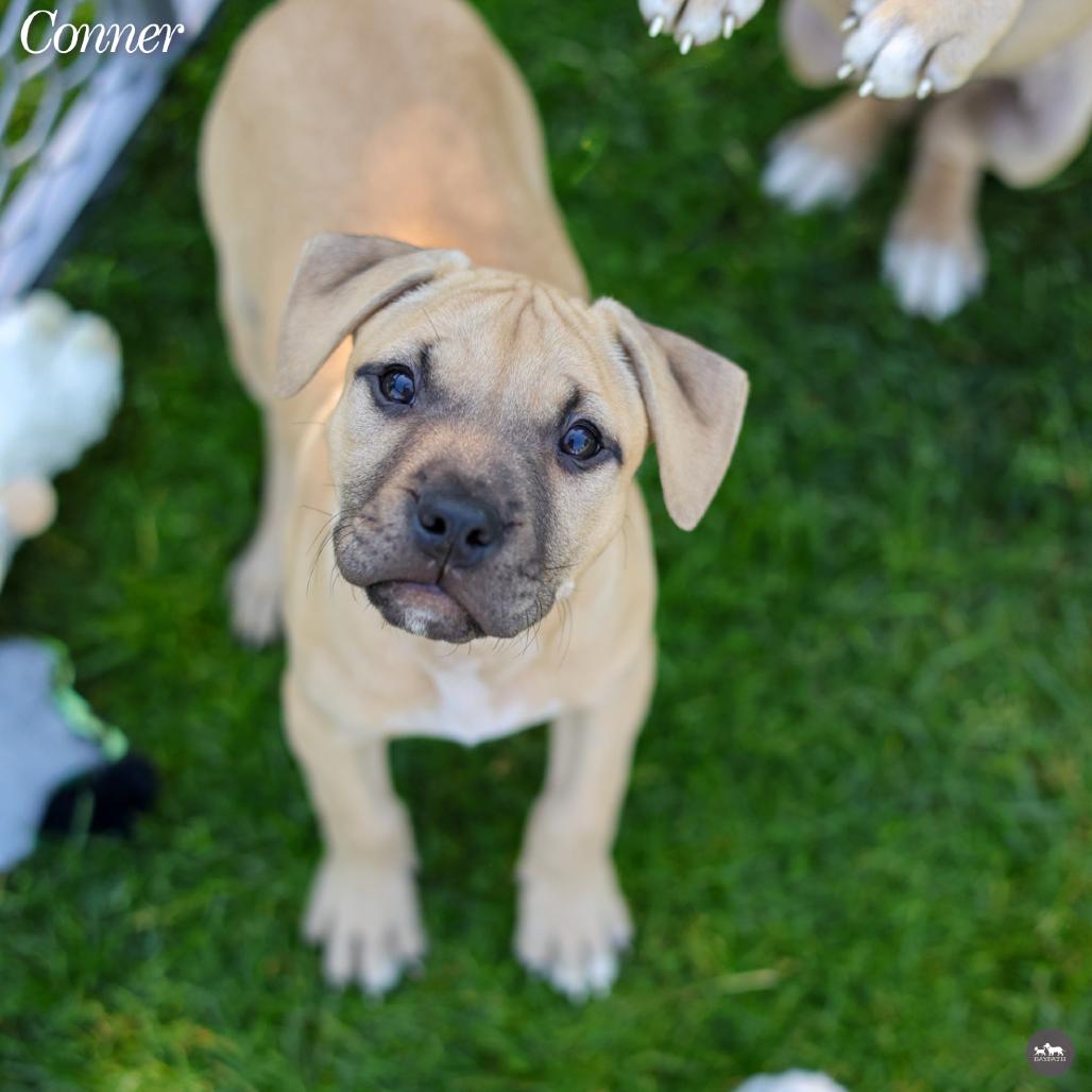 Enlarge Conner, a Adoptable mixed breed in Hopkinton, MA image 1/6