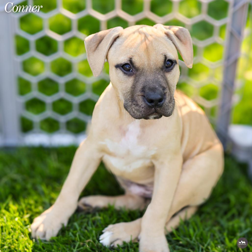 Enlarge Conner, a Adoptable mixed breed in Hopkinton, MA image 2/6