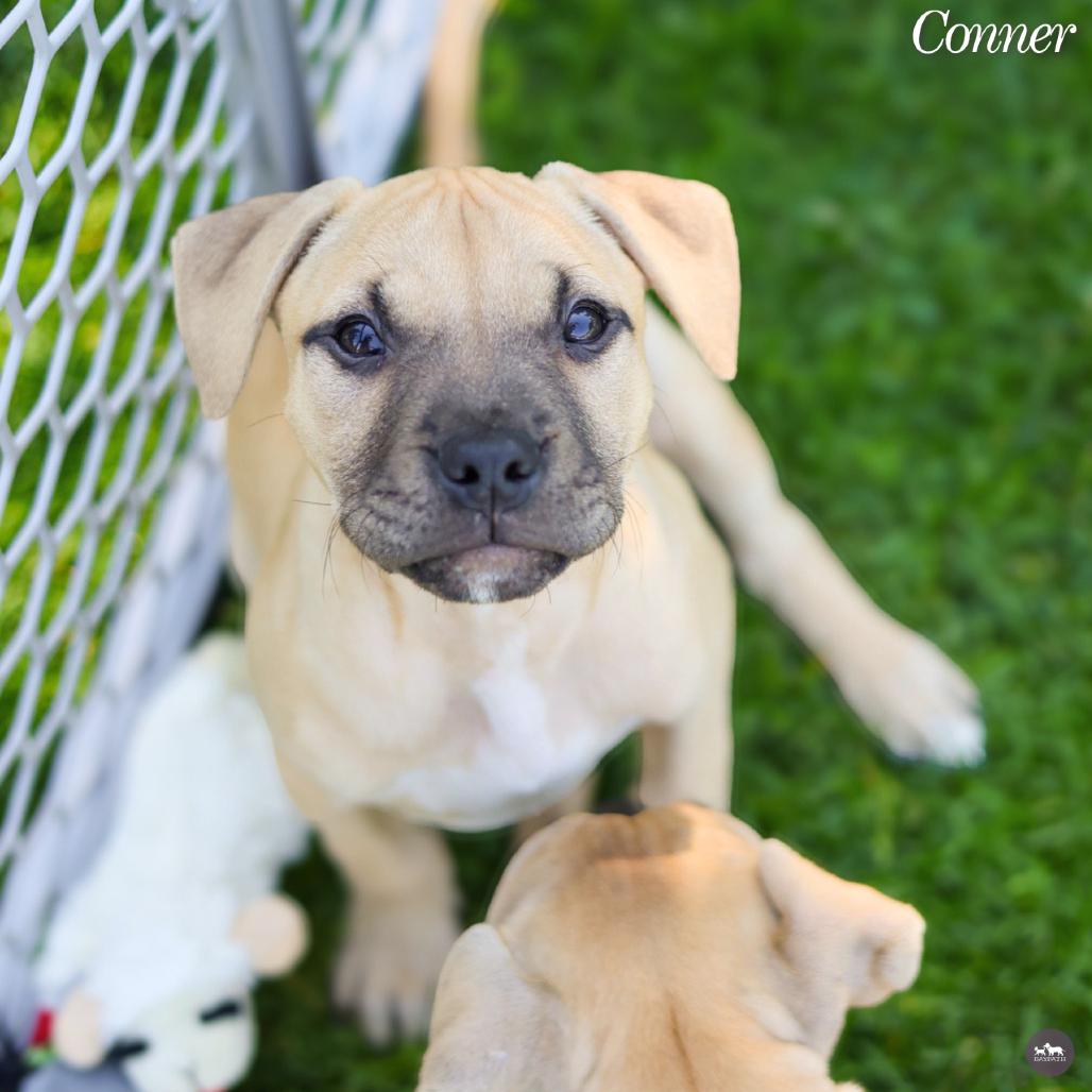 Enlarge Conner, a Adoptable mixed breed in Hopkinton, MA image 3/6
