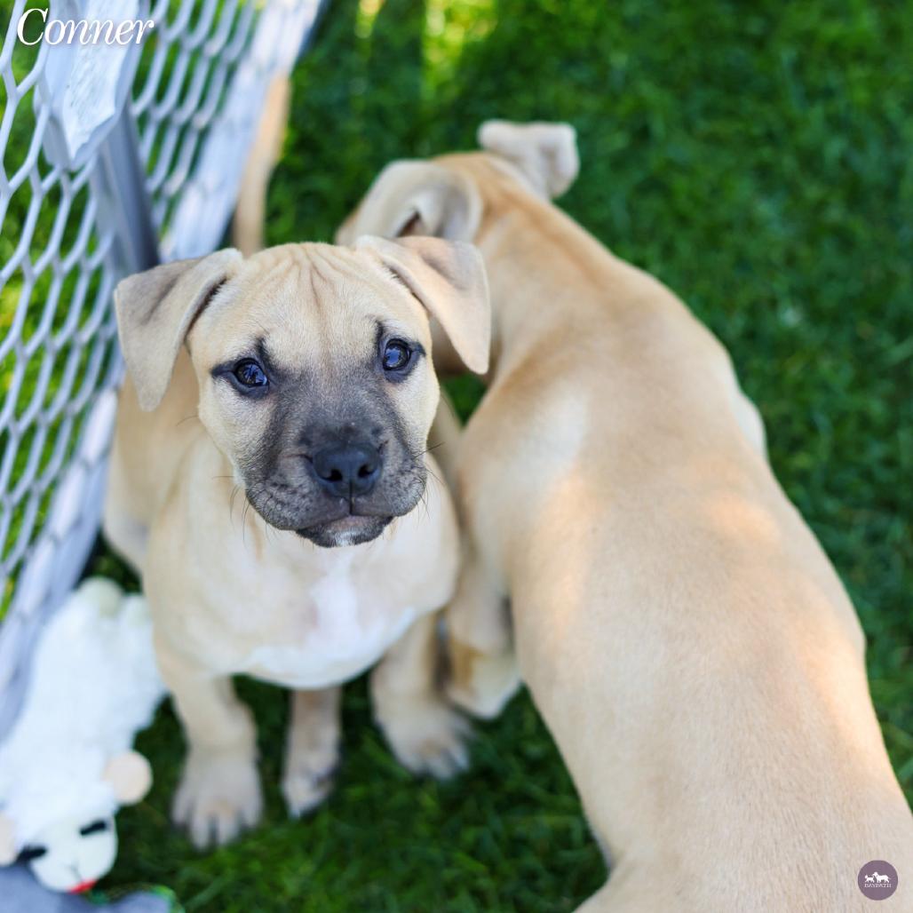 Enlarge Conner, a Adoptable mixed breed in Hopkinton, MA image 5/6