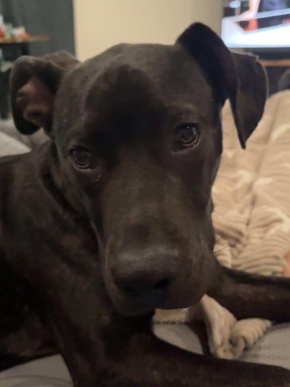 Billy Bones, a Adoptable Mixed Breed in Memphis, TN image 2/6