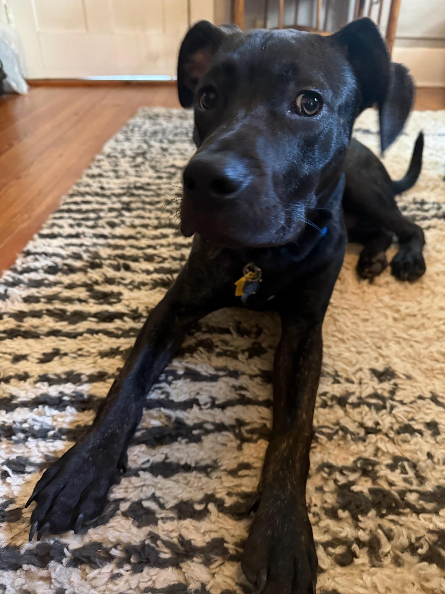Billy Bones, a Adoptable Mixed Breed in Memphis, TN image 6/6