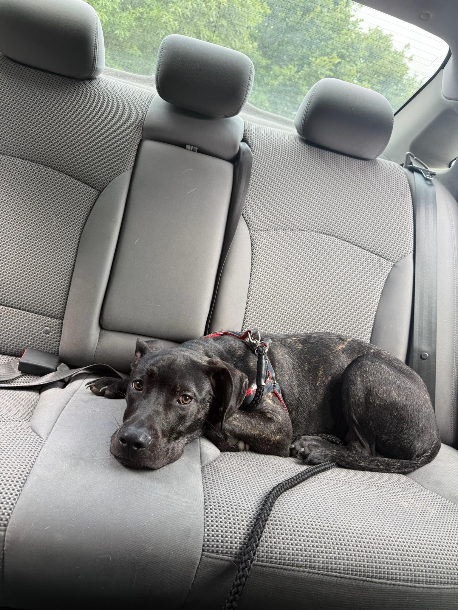 Billy Bones, a Adoptable Mixed Breed in Memphis, TN image 4/6