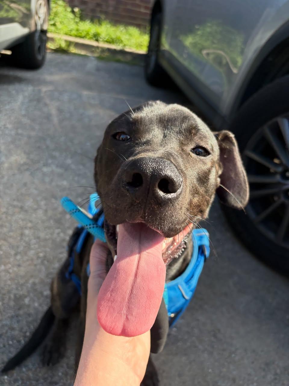 Billy Bones, Adoptable, Young Male Mixed Breed.